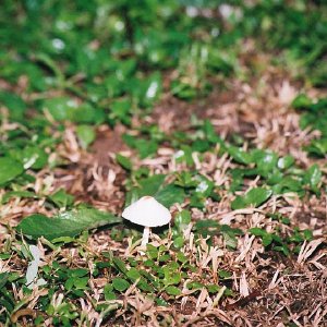 /Albums/8/107600 R1 33 34