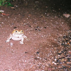 /Albums/8/107600 R1 34 35