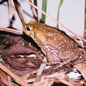 /Albums/8/107600 R1 35 36