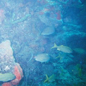 /Albums/8/993099 R1 01 18