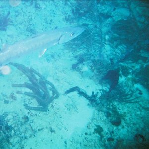 /Albums/8/993099 R1 06 13