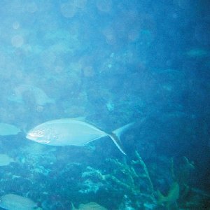 /Albums/8/993099 R1 08 11