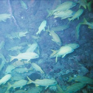 /Albums/8/993099 R1 14 5