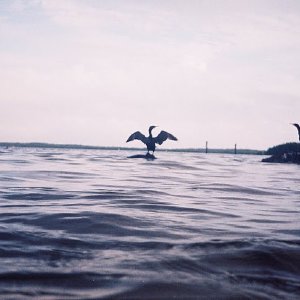 /Albums/8/993433 R1 07 8a