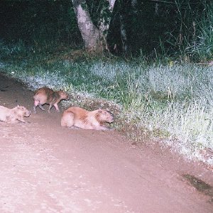 /Albums/8/993433 R2 01 1a