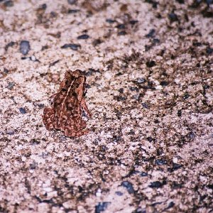 /Albums/8/993433 R2 04 4a