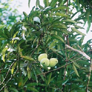 /Albums/8/993433 R2 14 14a