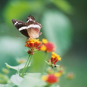 /Albums/8/993433 R2 23 23a