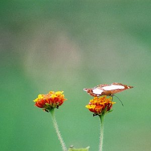 /Albums/8/993433 R2 28 28a