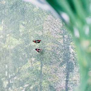 /Albums/9/993433 R3 20 20a