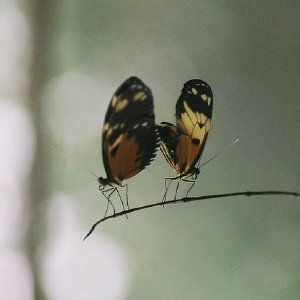 /Albums/9/993433 R3 23 23a