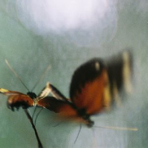 /Albums/9/993433 R3 25 25a