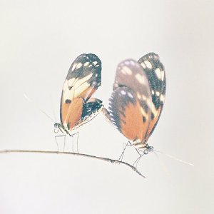 /Albums/9/993433 R3 26 26a