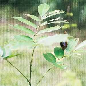 /Albums/9/993433 R3 33 33a