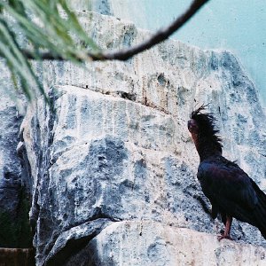 /Albums/9/993433 R4 00 1