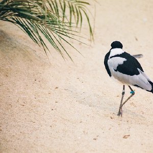 /Albums/9/993433 R4 11 12