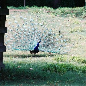 /Albums/9/993433 R4 24 25